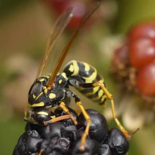 Polistes dominula